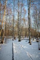 Walk on snow-covered ecological trail in sunny birch forest in early spring. Eco tourism photo
