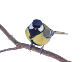 great tit isolated on transparent background. Parus major or Great Tit sitting on a branch and looking at camera, clipping path. Cute bird Great tit, songbird sitting on branch without leaves png