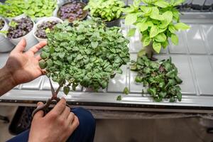 Man hands cut lemon balm bush with scissors, prepare cuttings for rooting. Propagating herbs photo