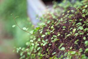 Closeup of fresh green sprouts maidenhair vine plant Muehlenbeckia complexa at home garden photo