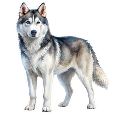 邦楽 HUSKY VOICE GISM This is Ghost. I thought for sure he was a mix 91