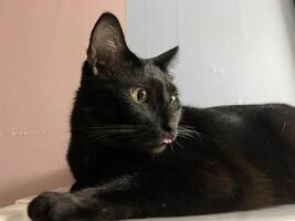 Cute Black Cat with the tongue Out, A face of a funny-looking black cat with its cute tongue photo