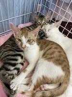 Homeless cat in a cell. Cat in an animal shelter. Sad cat in a cage. waiting for adoption kitten photo
