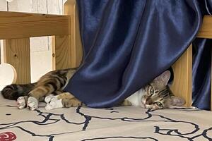 small cat sleeping on bed on the curtain at home. Happy tabby cat relaxing in a house. photo