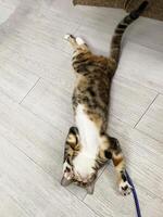Fluffy cat playing toy on the floor at house. Adorable pets concept. Cute fluffy kitten with beautiful yellow eyes lying on the floor and playing with feathers toy hold by owner photo