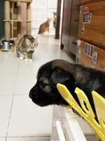 puppy dog and cat interaction in living room. cat peeking around the corner at fluffy dog in box. Multi-pet household. photo