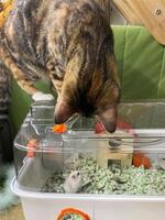 The cat is seeing a hamster, the relationship of pets. Funny pets KITTEN photo