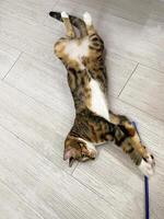 Fluffy cat playing toy on the floor at house. Adorable pets concept. Cute fluffy kitten with beautiful yellow eyes lying on the floor and playing with feathers toy hold by owner. photo