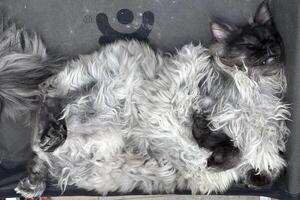Big proud grey big maincoon cat proudly and smugly sleeping on the bed. Cute, fat cat sleeping, lounging on the bed, in the summer heat. Top view. photo
