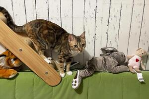 Cat playing on stairs. Cute fluffy Cat enrichment and happiness. kitten and toys photo
