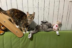 Cat playing on stairs. Cute fluffy Cat enrichment and happiness. kitten and toys. photo
