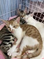 Homeless cat in a cell. Cat in an animal shelter. Sad cat in a cage. waiting for adoption. photo