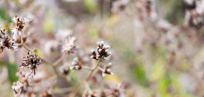 Small flower of grass and blur nature background photo