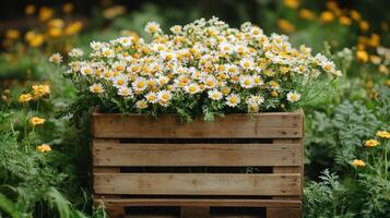 A wooden crate filled with daisies in a field photo
