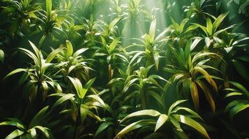Sunbeams through lush green foliage, jungle scene, nature background, website banner photo