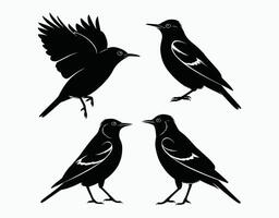 Silhouette Isolated Template Set of Common Starling Bird vector