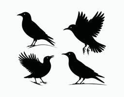 Template of Common Starling Silhouette on White Background vector