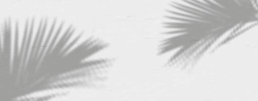 Palm leaves shadow on a white wall vector
