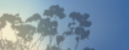 A silhouette of a tree with leaves in the sky vector