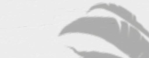 A shadow of a palm tree on a wall vector