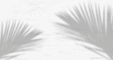 Palm tree shadow on white wall vector