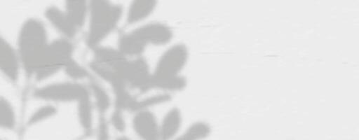 A shadow of leaves on a wall vector