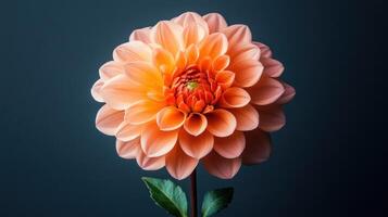 Peach Dahlia Flower Bloom Studio Shot photo