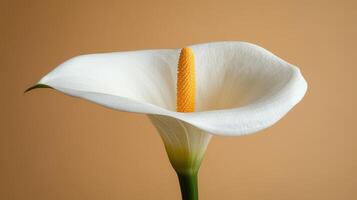 White Calla Lily Flower Closeup, Beige Background, Floral Still Life, Sympathy Card photo