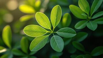 Sunlight on green leaves, garden backdrop, nature photography, website banner photo