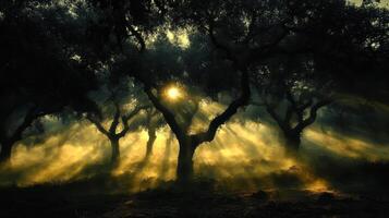 Sun rays through misty oak forest at dawn nature scene photo