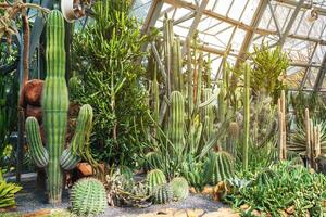 cacti and succulents in a greenhouse at Botanical garden of Tropical plants in Vietnam photo