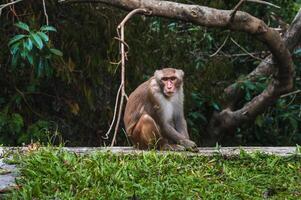 sad wild monkey in nature on monkey Mountain in Da Nang in Vietnam photo