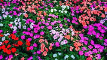 bright multicolored Impatiens walleriana blooming flowers on a flower bed in garden in summer. Beautiful floral background photo