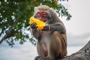 Happy funny monkey eats mango sitting on tree in the forest in the wild nature photo
