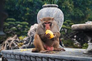 Wild monkey eats mango at Linh Ung pagoda on Monkey Mountain on Son Tra Island in Da Nang in Vietnam photo