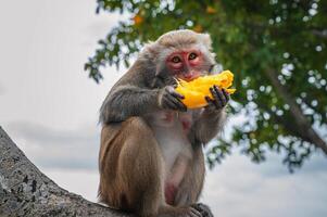 funny monkey eats mango sitting on a tree in the forest in wild nature photo