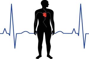 Simple body anatomy object silhouette heartbeat with heart check having heart disorder with cardiovascular background medical concept vector
