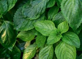 Tree basil or Clove basil or Ocimum gratissimum. it is a low shrub Serrated serrated saw-toothed leaves and hot taste photo