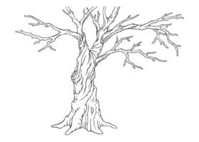 Bare deciduous tree silhouette. Isolated hand drawn outline old leafless tree. Single natural object on white from Spring collection for winter, spring or fall season background or scenery creating vector