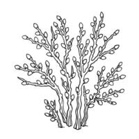 willow. Outline hand drawn illustration of willow bush. Single natural object on white from Spring collection for winter, spring or autumn season, background or landscape creation vector