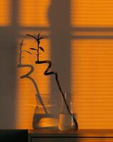 Single stalk of lucky bamboo in glass vase casts dramatic shadow on orange wall, illuminated by warm glow of setting sun through window blinds. Bamboo stalk casting dramatic shadow inside glass vase photo