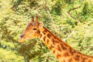 close up portrait of a Giraffe in The Sao Paulo Zoo in Brazil. photo