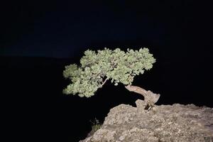 Tree on the cliff in the night view. photo