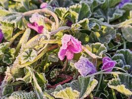 Frosts in spring, flowers frozen in the field. photo