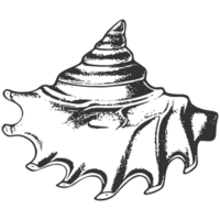 A black and white drawing of a conch shell png