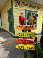 Holland, Aruba 11.22.2023 Colorful Parrots at Tropical Cafe Sign photo