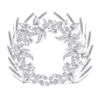 Round wreath with hop branches and rye ears. Isolated pencil illustration on the theme of beer in a realistic style for the design of beer products, interior and menu of bars and restaurants png