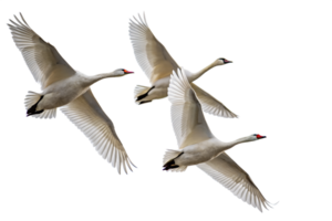 Three white swans flying in the sky with their wings spread, isolated on a transparent background png