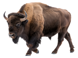 A Bison walking towards the camera, isolated on a transparent background png
