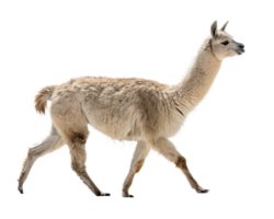 An Alpaca Walking on a solid white empty space, towards the camera, isolated on a transparent background png